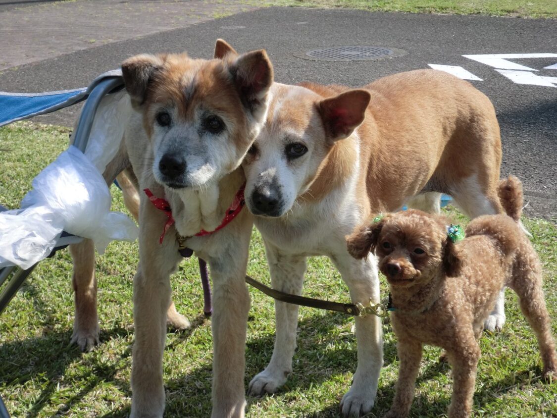 2013宮崎白浜AC_物欲しそうな犬たち