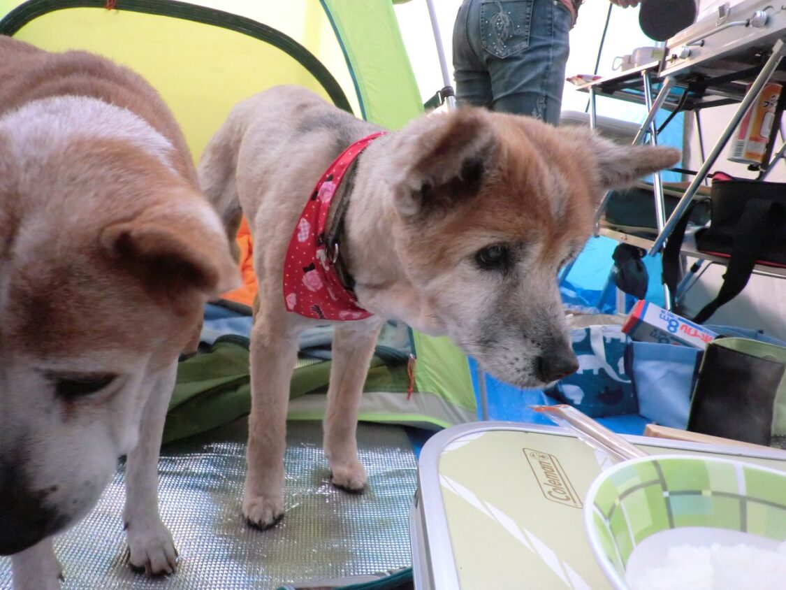 2013宮崎白浜AC撤収日_ご飯をねだる犬