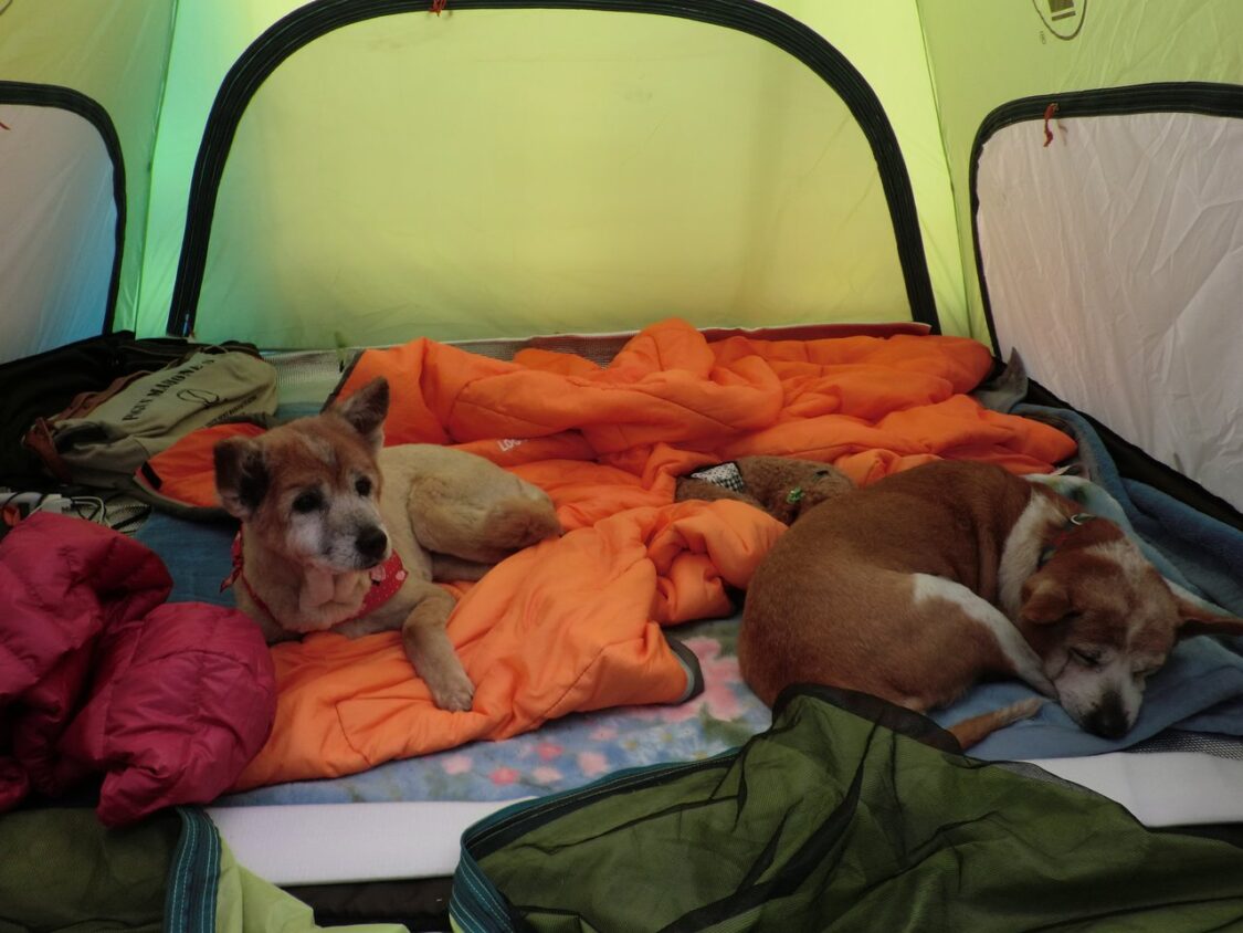 2013宮崎白浜AC撤収日_くつろぐ犬たち