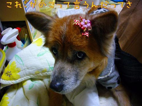 ラン_2011あけましてコメント２