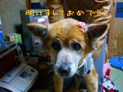 ラン_2011あけましてコメント