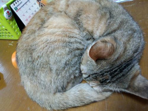 s_DSC_0356.jpg