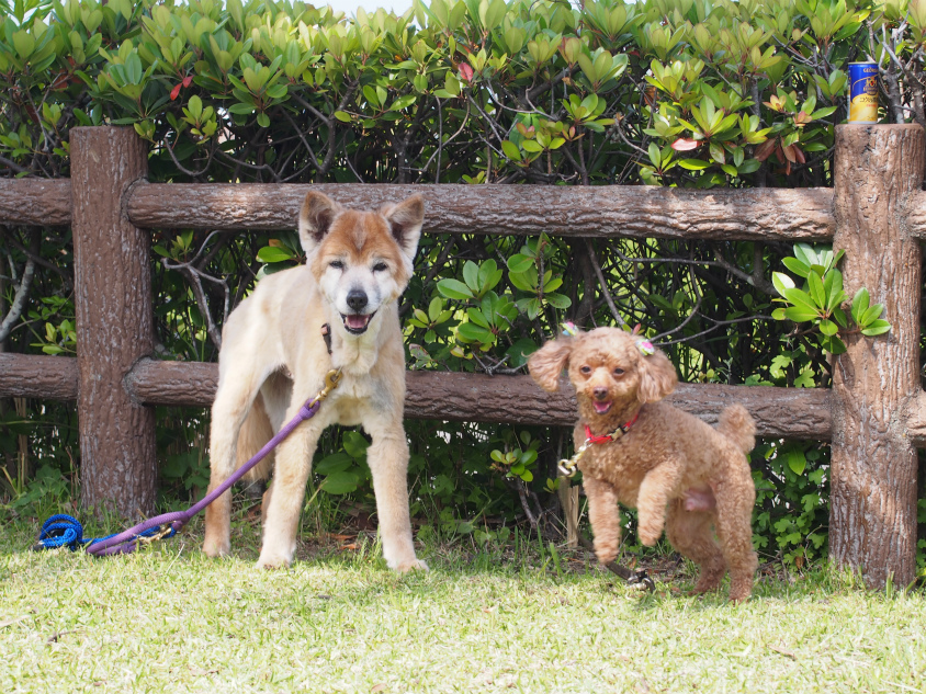 2014宮崎白浜オートキャンプ場_嬉しそうな犬