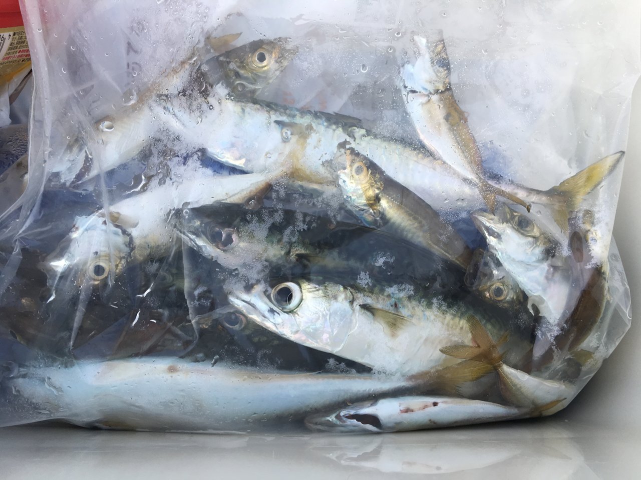 クーラーの中の釣果