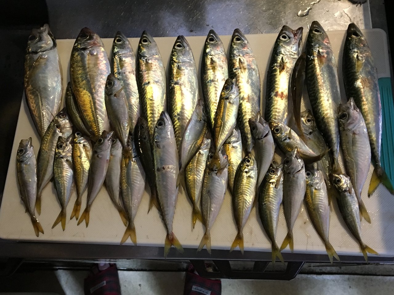 まな板の上の釣果