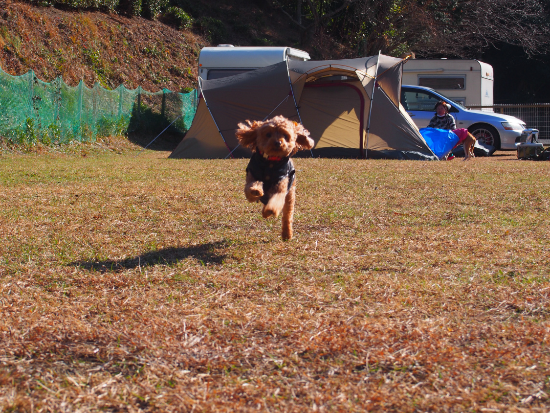 犬連れに便利なドッグフリー 柵付き サイトのあるキャンプ場一覧 ねこんこ２