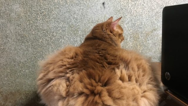 ミカンのズングリしたお尻