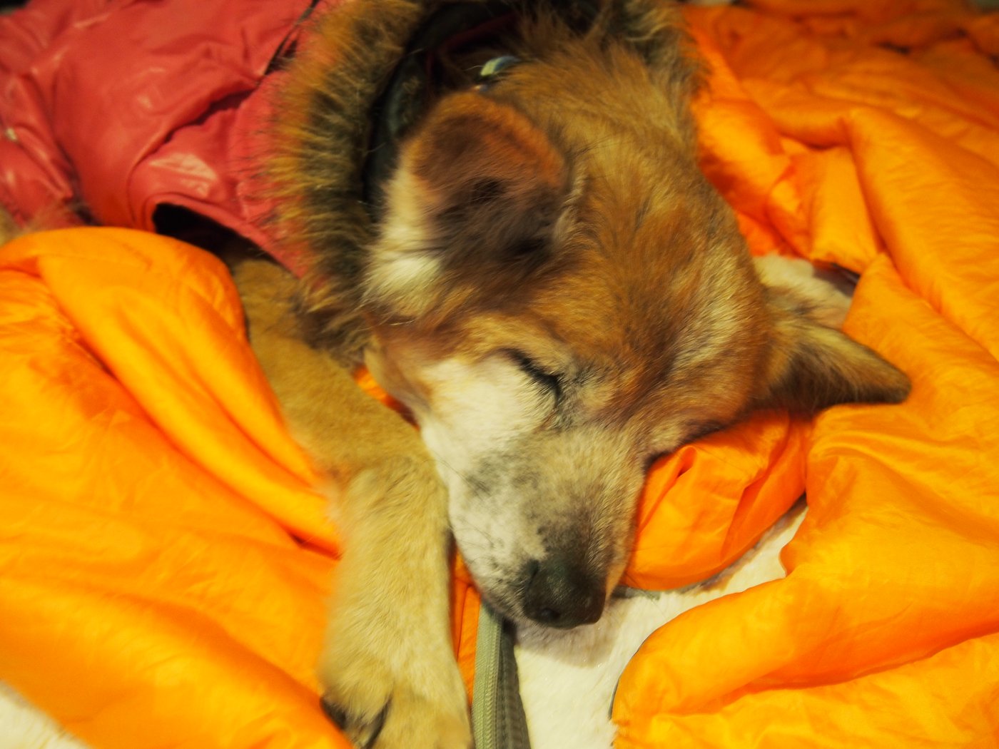 2013年12月、南淡路シーサイドキャンプ場で寝袋にくるまる犬