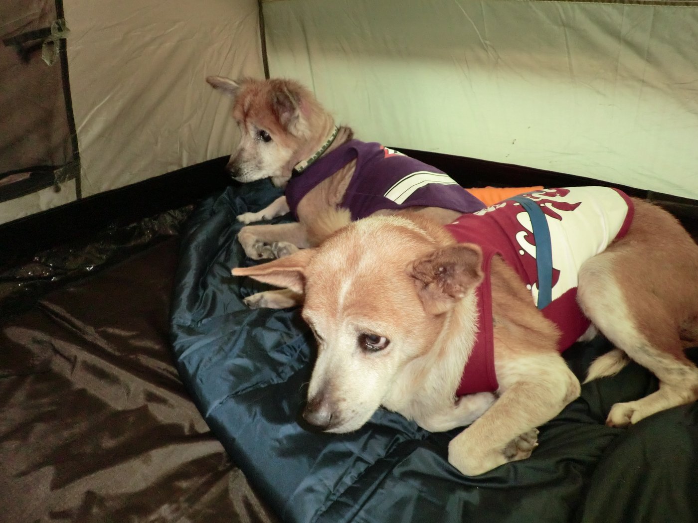 2012年11月、南淡路シーサイドキャンプ場のテントの中で休む犬たち