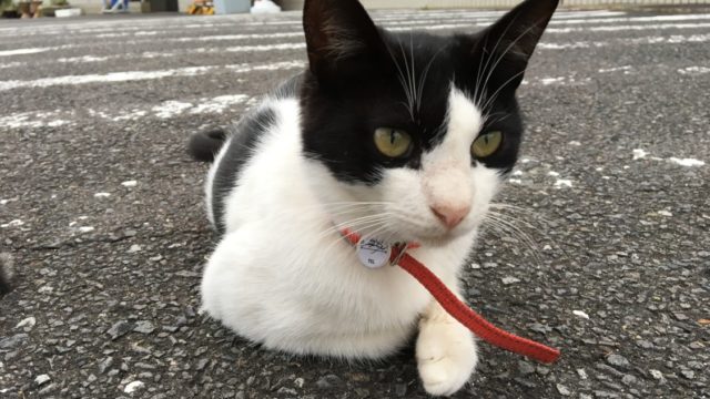 2018-11-08宮崎 ぶちねこ