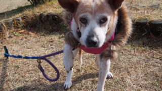 2013-12-01奥香落オートキャンプ場 紐に引っかかるレナ