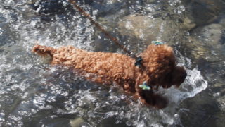 アイリスパーク 川で泳ぐマオ