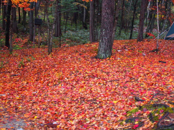 高ソメキャンプ場 紅葉の絨毯