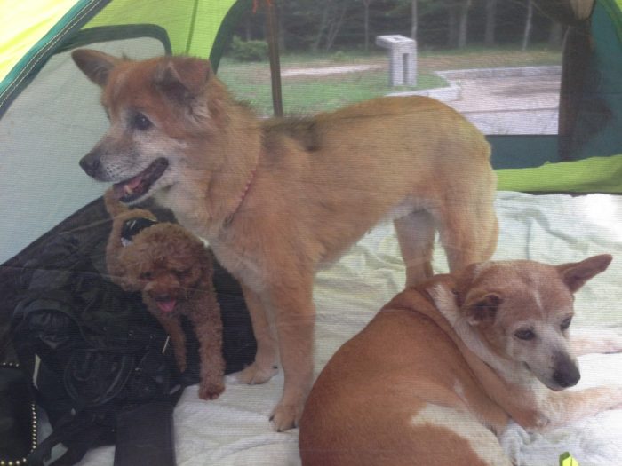 紀州加太オートキャンプ場 テント内の犬たち