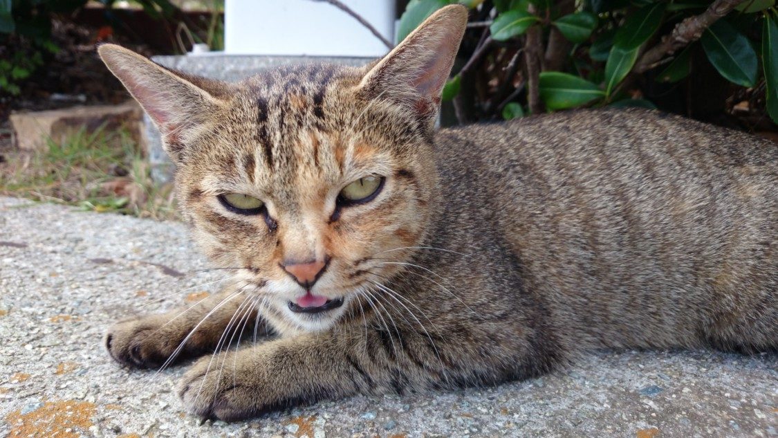 2014-10-23 南淡路シーサイドキャンプ場 目つきの悪い野良猫
