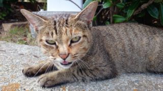 2014-10-23 南淡路シーサイドキャンプ場 目つきの悪い野良猫