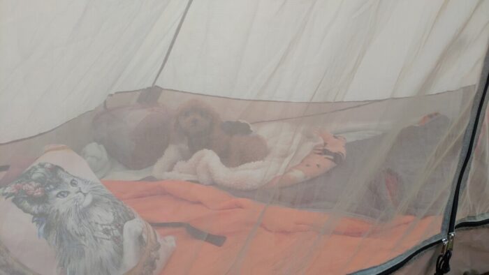 毛原オートキャンプ場 テントで寝るマオ