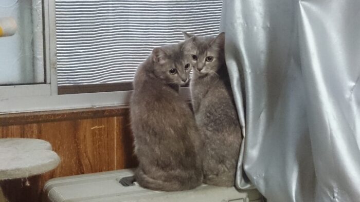 振り返るあんこと花子