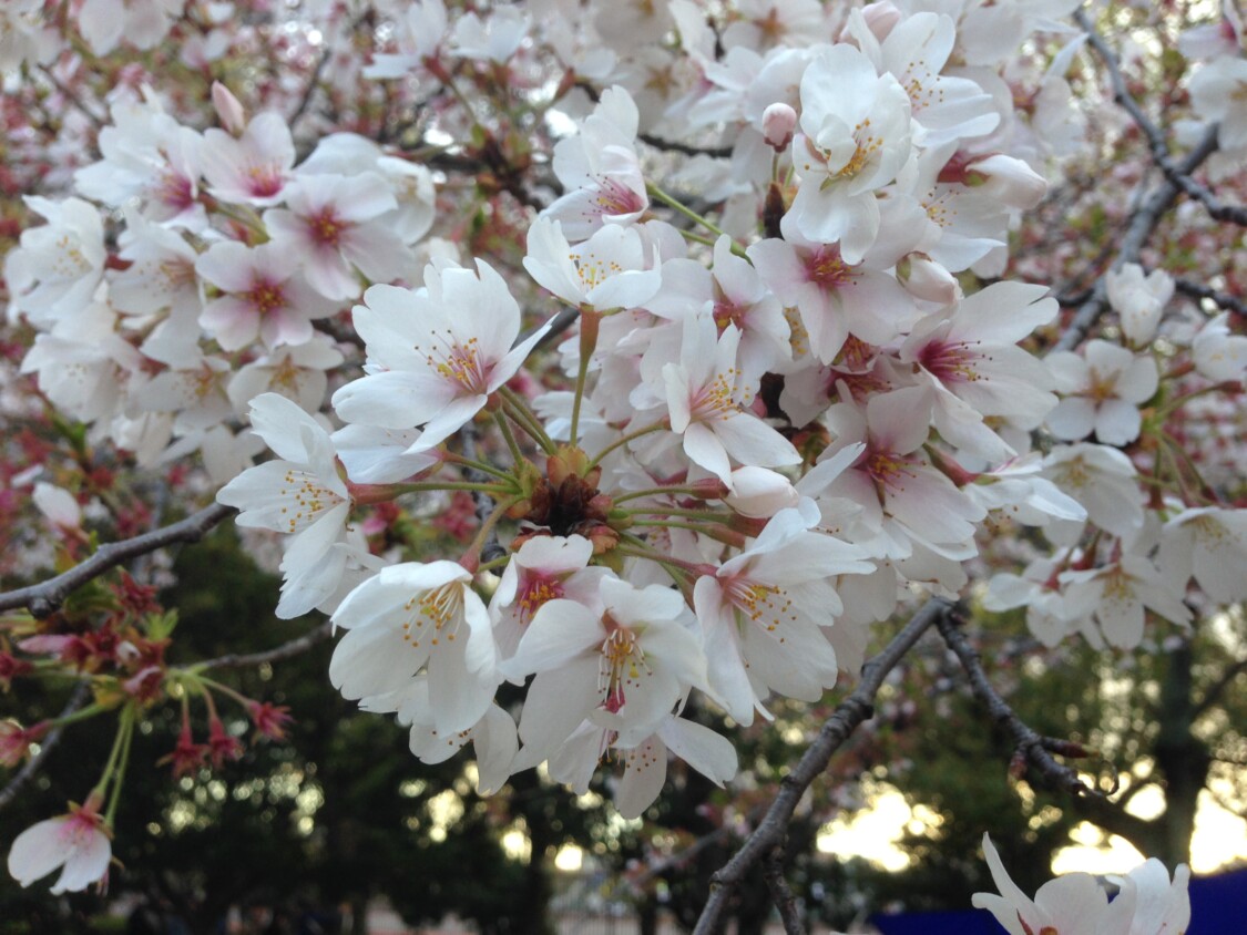 長居公園　きれいな桜