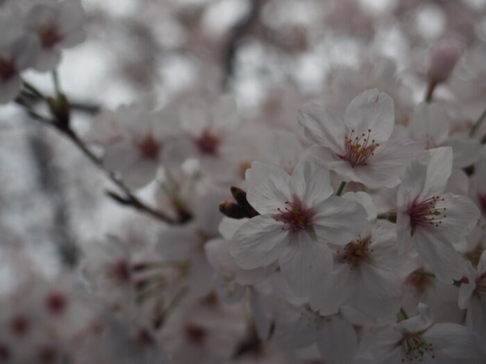 2016長居公園花見BBQ　曇天の桜
