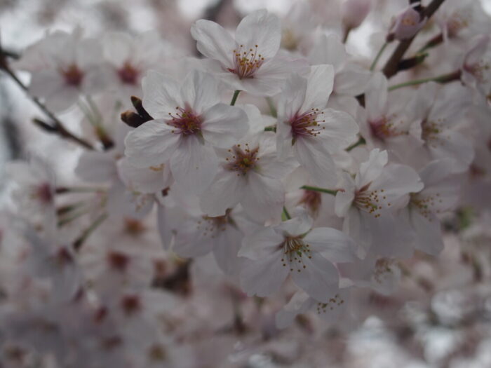 2016長居公園花見BBQ　満開の桜