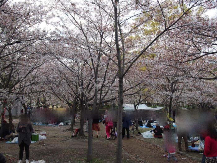 長居公園　満開の桜　花見