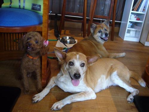 ラン、レナ、マオ