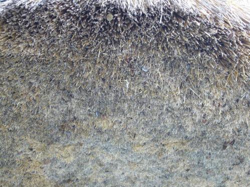 出雲大社_しめ縄?2