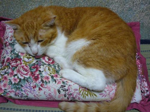 ポン助 on the マクラ