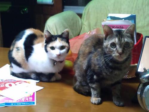 ハッピー、美央_テーブル