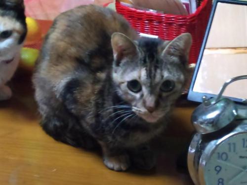 ハッピー_テーブル