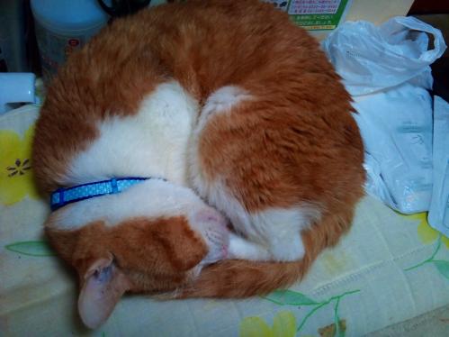 ポン_アンもにゃいと