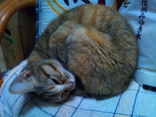 天_アンもにゃいと