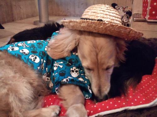 ワサビー_わさび麦わら帽子