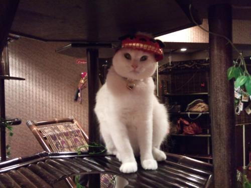 ぐるぐる堂_被り物