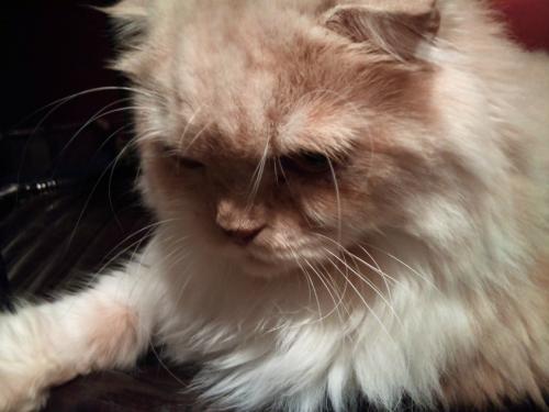 ぐるぐる堂_ガンジー2