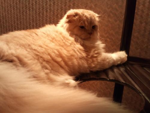 ぐるぐる堂_ガンジー