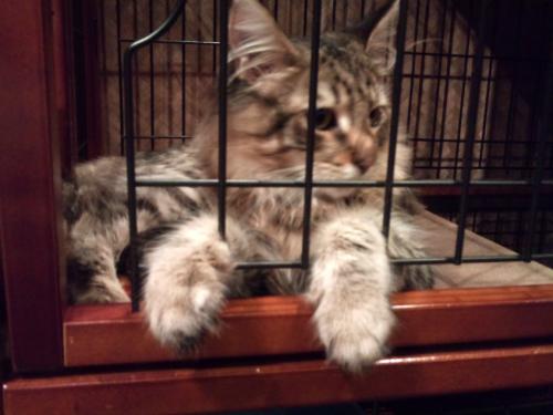 ぐるぐる堂_お手