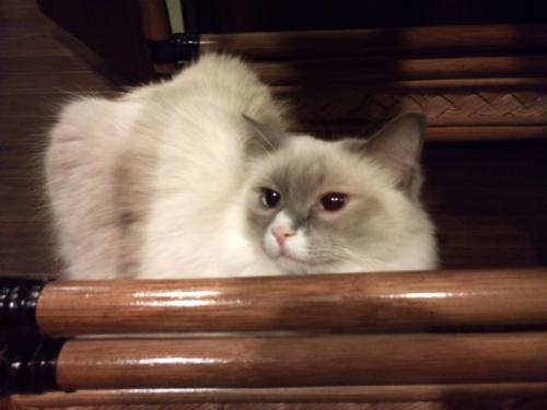 ぐるぐる堂_バロン