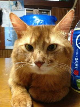 s_写真 2013-07-11 19 14 41