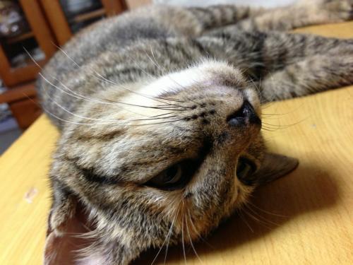 s_写真 2013-07-11 7 43 13