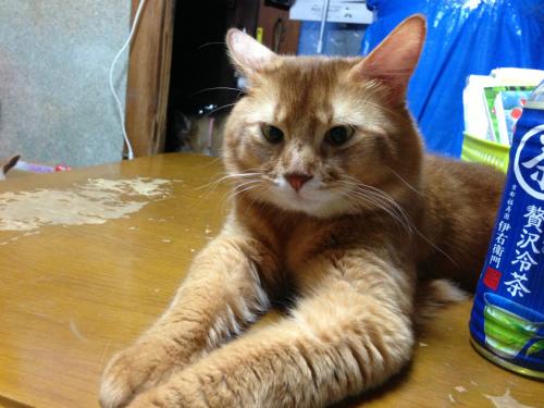 s_写真 2013-07-11 19 22 59