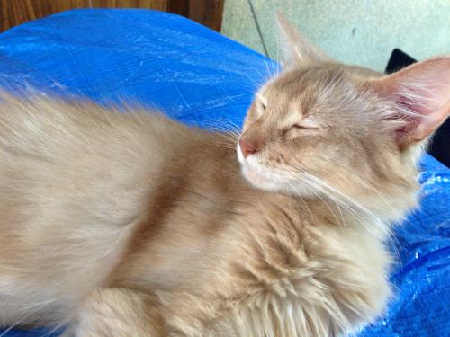 s_写真 2013-07-11 7 50 52