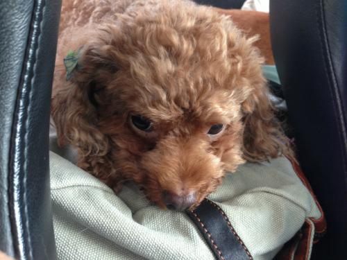 s_写真 2013-09-14 7 43 40