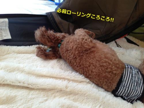 s_写真 2013-09-14 15 27 01