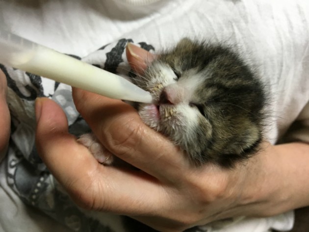 ネロ初日ミルク