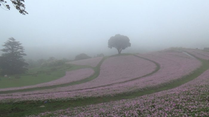 マザー牧場 花の谷の桃色吐息