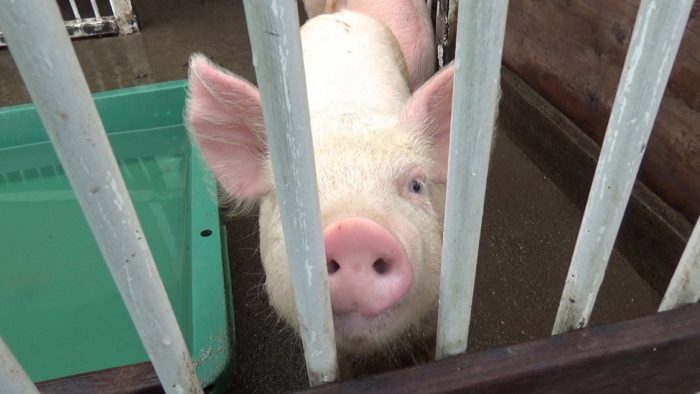 マザー牧場 こぶた