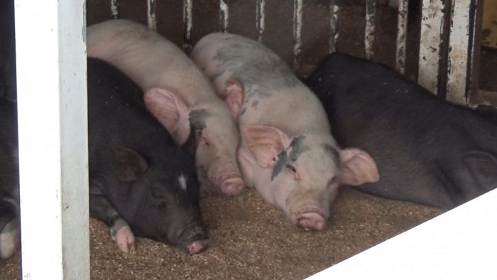 マザー牧場 大きい豚