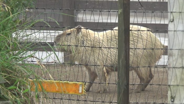 マザー牧場 カピバラ